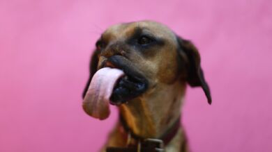  'Fresa', la perrita que sobrevivió después de que le cortaran el hocico