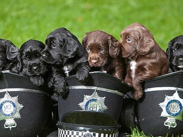 Los seis cachorros y futuros policías en West Midlands