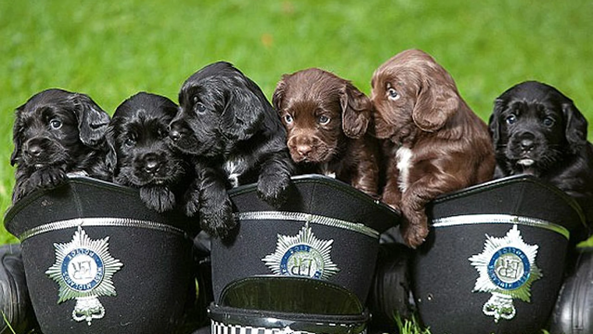 Los seis cachorros y futuros policías en West Midlands