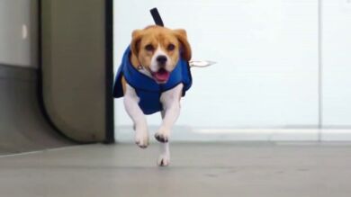 Sherlock, el perro que encuentra a pasajeros que han perdido objetos en el avión