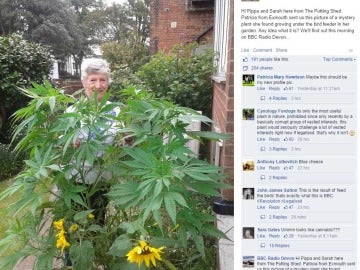 La mujer subió una foto suya con la planta para resolver su duda