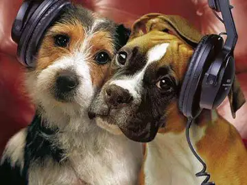 Perros escuchando música Perros escuchando música