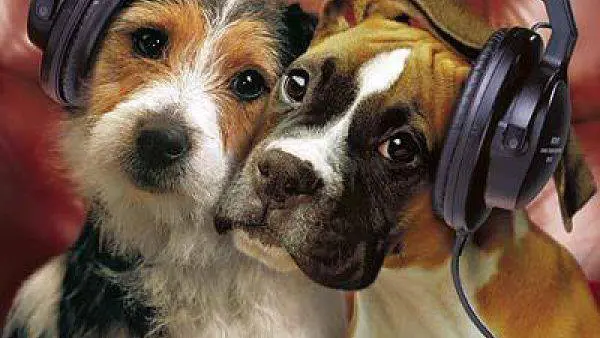 Perros escuchando música Perros escuchando música