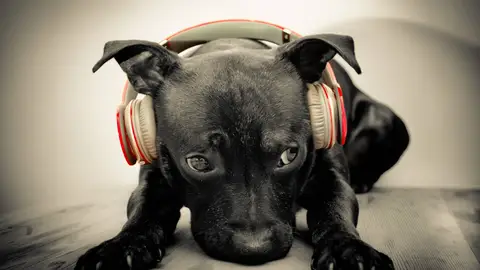 Un perro escuchando música Un perro escuchando música