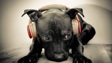 Críticas al gasto de 7.500 euros en un concierto para perros: 