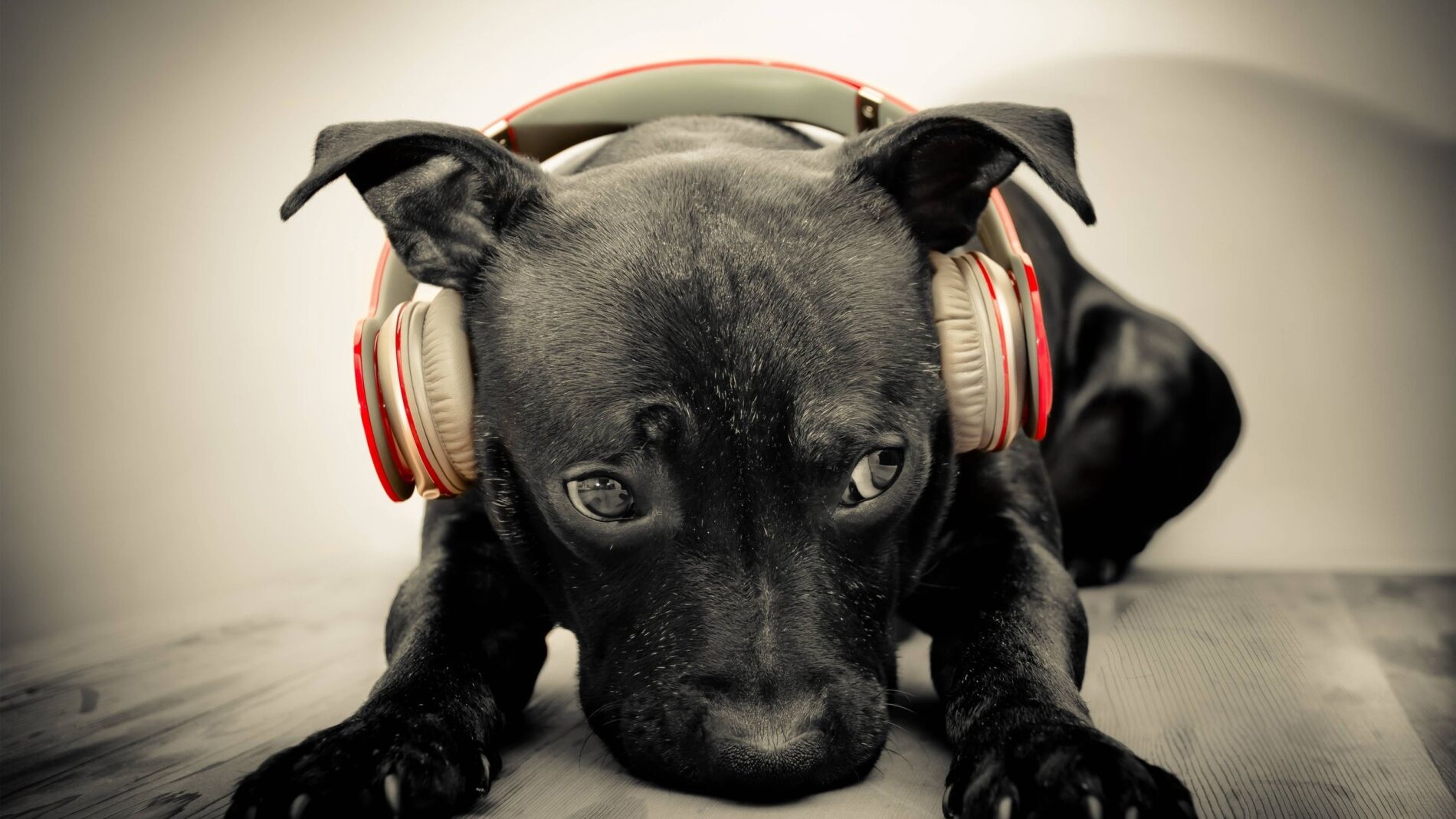 Un perro escuchando m&uacute;sica
