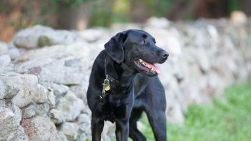 Selma, el perro policía