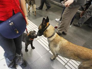 Dos perros esperan en el andén del metro de Barcelona junto a sus dueños