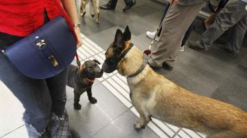 Dos perros esperan en el and&eacute;n del metro de Barcelona junto a sus due&ntilde;os