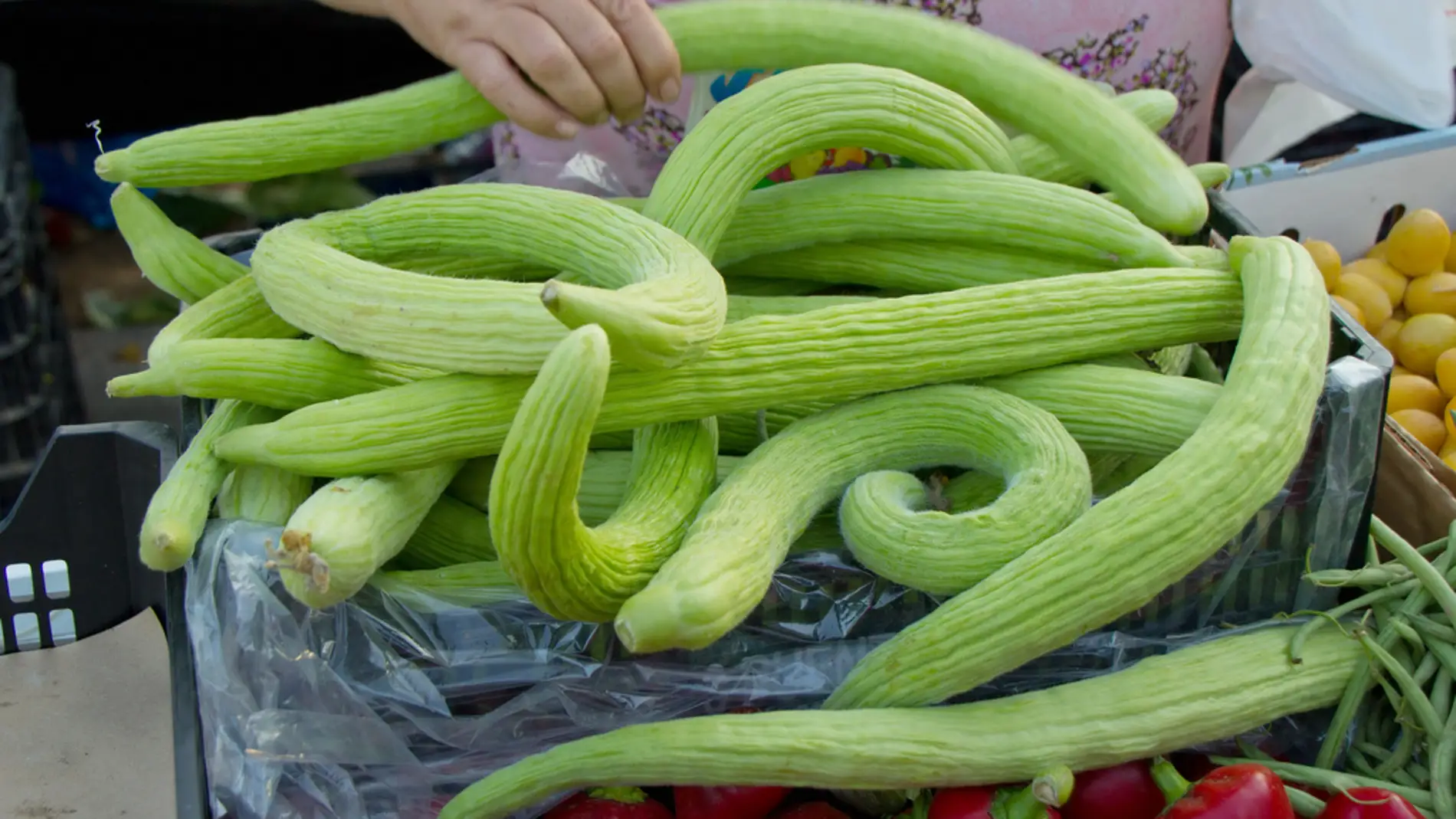 El desconocido pepino serpiente.