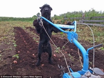 Lemon, el perro schnauzer que ayuda a su dueño trabajando en la granja