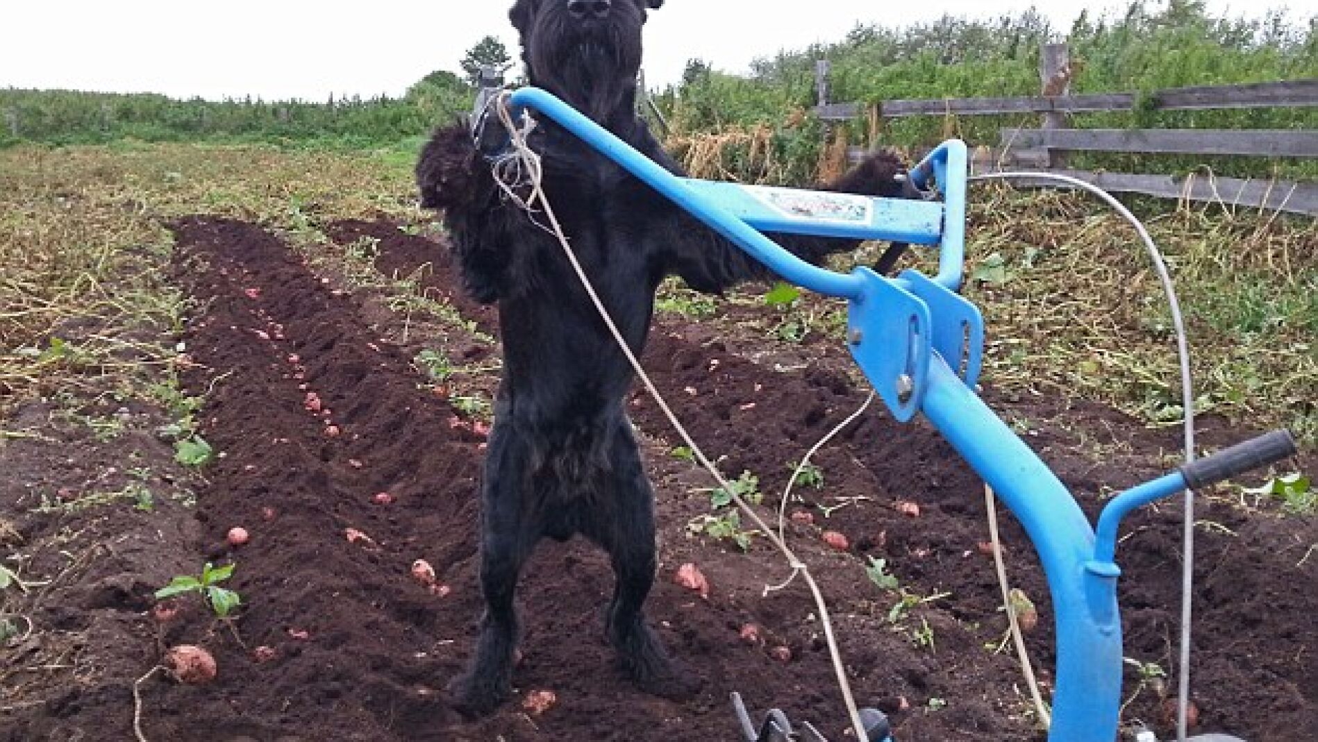 Lemon, el perro schnauzer que ayuda a su dueño trabajando en la granja