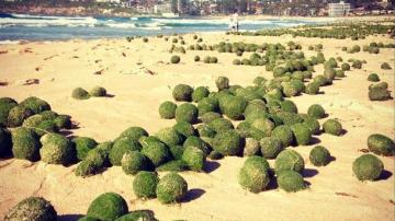 La playa de Dee Why Beach, cubierta de pelotas verdes