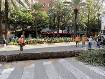 Cae una palmera en Valencia Cae una palmera en Valencia