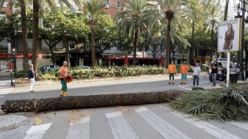 Cae una palmera en Valencia