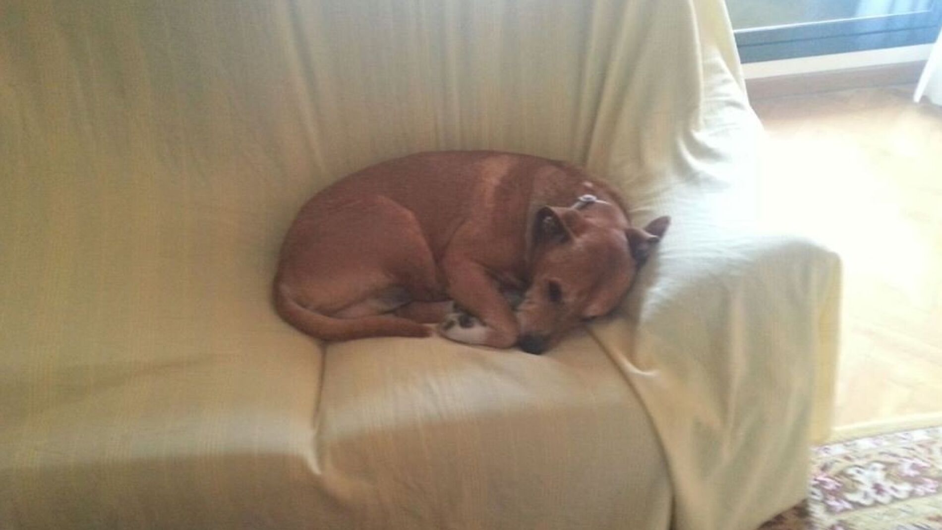 'Excalibur', la mascota de la mujer ingresada por &eacute;bola, en una imagen difundida en Facebook