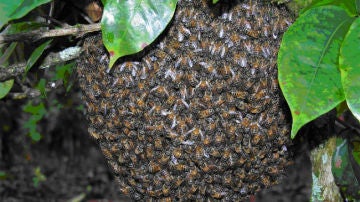 Enjambre de abejas africanas.