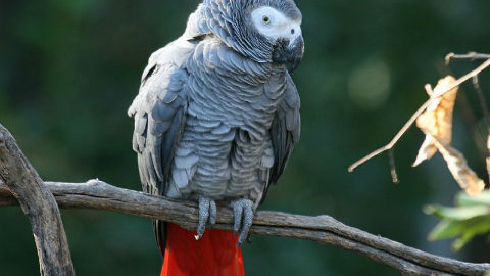 Imagen de archivo de un loro africano.