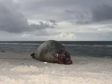 Una foca yace en la playa de Hoernum, Alemania Una foca yace en la playa de Hoernum, Alemania