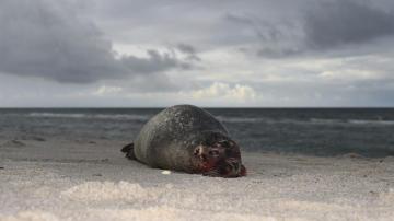 Una foca yace en la playa de Hoernum, Alemania