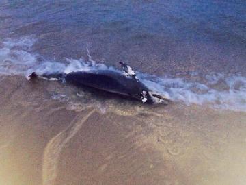 Localizan un delfín en El Saler Localizan un delfín en El Saler