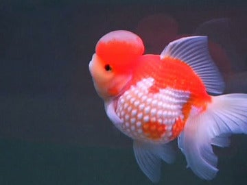 Concurso de peces dorados en China