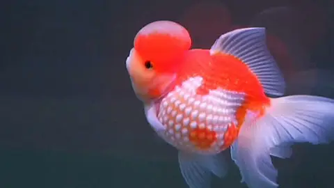 Concurso de peces dorados en China Concurso de peces dorados en China