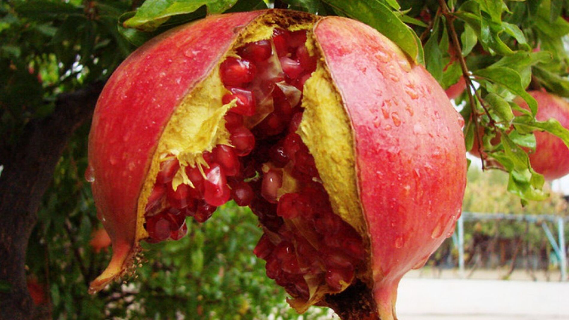 Fruto del granado.
