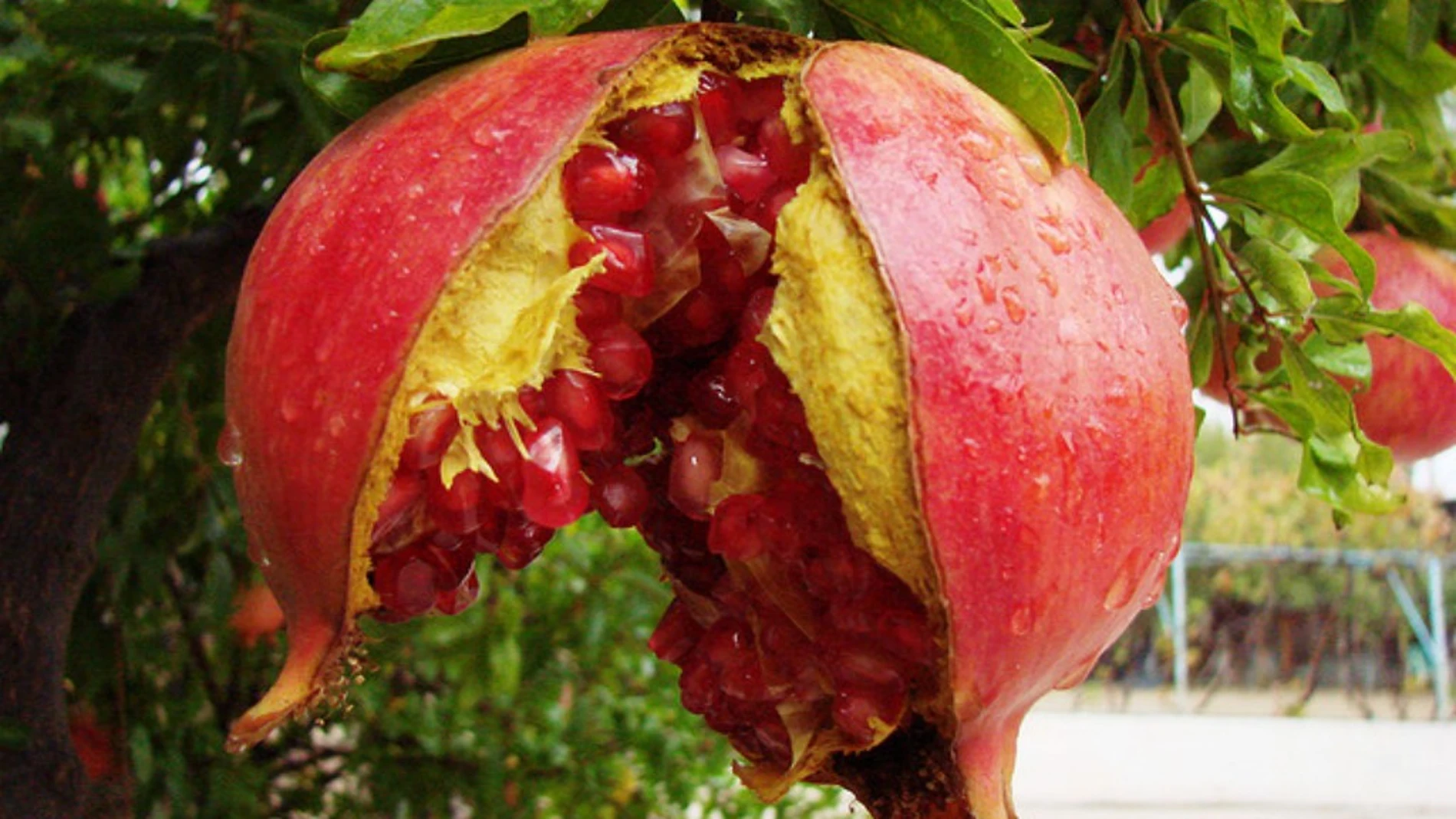 Fruto del granado. Fruto del granado.