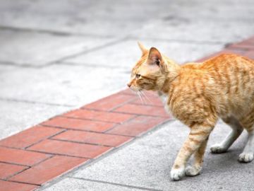 Un gato transita por la calle.