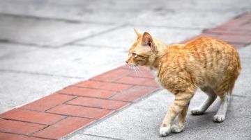 Un gato transita por la calle.