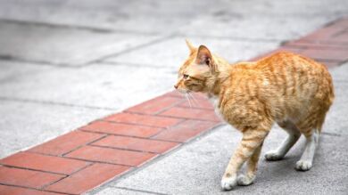 Nueva York, libre de plagas de ratas gracias a las patrullas de gatos callejeros