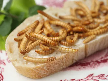 Insectos, una alternativa alimenticia a la carne, el pescado o la verdura Insectos, una alternativa alimenticia a la carne, el pescado o la verdura