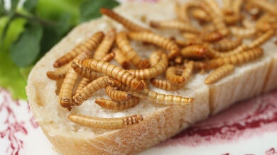 Los insectos ofrecen un aporte de nutrientes similar al de la carne de vacuno