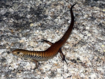Glaphyromorphus othelarrn, una de las nuevas especies de lagartijas Glaphyromorphus othelarrn, una de las nuevas especies de lagartijas