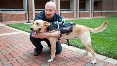 Un arnés Hi-Tech mejora la comunicación entre perros y humanos