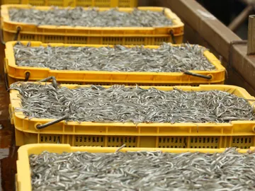 Angulas, uno de los manjares más exquisitos... y caros Angulas, uno de los manjares más exquisitos... y caros