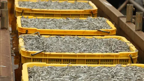 Angulas, uno de los manjares más exquisitos... y caros Angulas, uno de los manjares más exquisitos... y caros