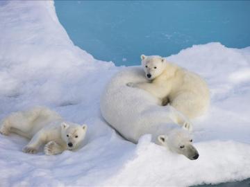 Osos polares en el Círculo Polar Ártico