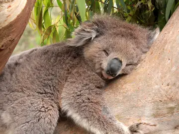 Koala Koala