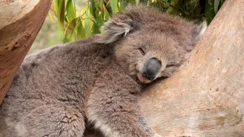 Koala Koala