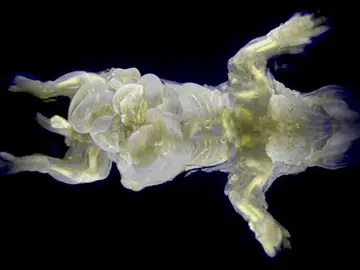 Ratón con piel transparente y órganos brillantes por una proteína fluorescente Ratón con piel transparente y órganos brillantes por una proteína fluorescente