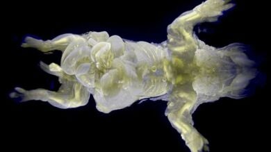 Crean ratones transparentes, un hito para estudiar la evolución de enfermedades