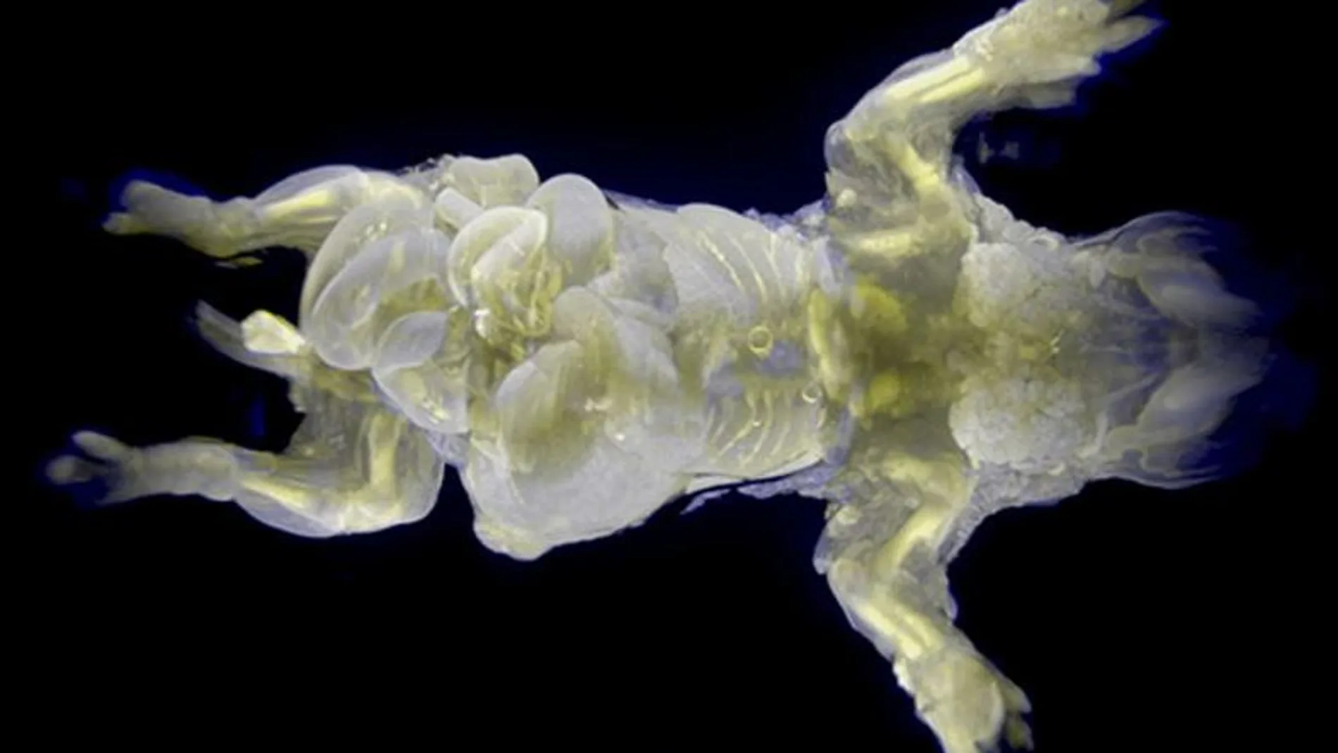 Ratón con piel transparente y órganos brillantes por una proteína fluorescente Ratón con piel transparente y órganos brillantes por una proteína fluorescente