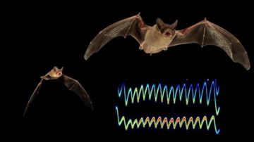 Los murciélagos intercambian interferencias para proteger su comida