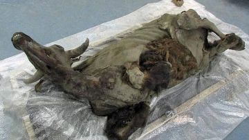 Momia de bisonte hallada en Siberia.