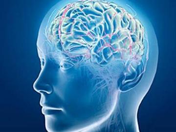 Un estudio identifica el punto débil del cerebro para el alzhéimer y la esquizofrenia