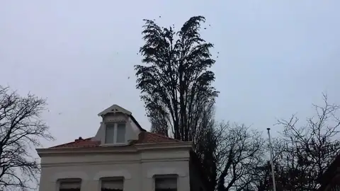 La transformación de un árbol La transformación de un árbol