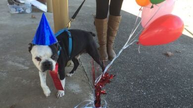 Una familia da una fiesta de despedida a Butch, un perro sin hogar que iba a ser sacrificado