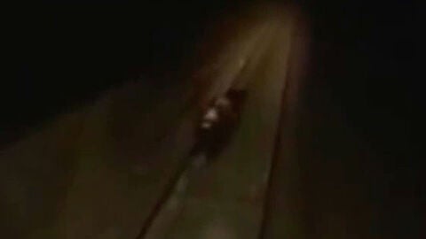 Un oso antes de ser atropellado por un tren en Rusia